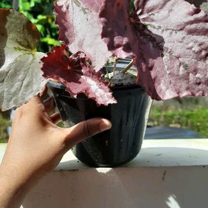 Begonia Rex Mature Plant For Sale