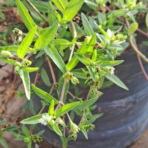 Bhrighraj Seeds And 2 Small Rooted Plant