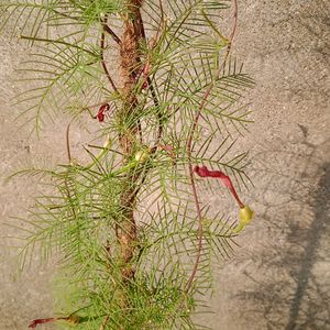 Cypress Vine Seeds