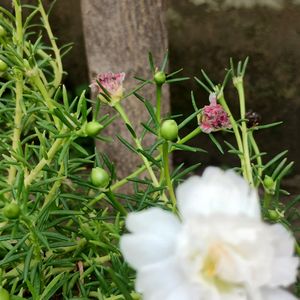 Portulaca Plant