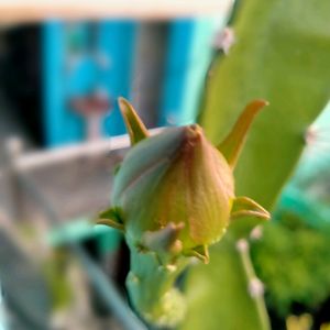 Fairy Castle Cactus