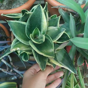 Dwarf Snake Plant