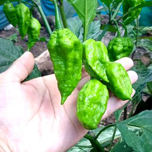 Freshly Grown Organic King Chillies (Ghost Chillies)