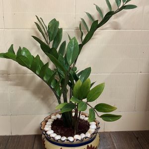 ZZ Plant (25”)