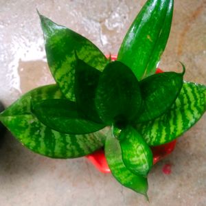 Bird Next Sanseveria Snake Plant With Pot