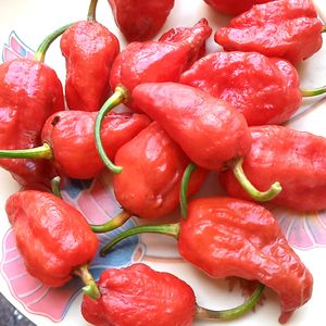 Freshly Grown Organic King Chillies (Ghost Chillies)