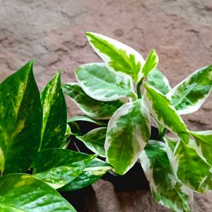 Money Plant And Devil Backbone