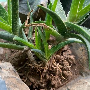 Aloe Healthy Succulent Plant