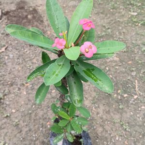 Euphorbia Flower (Pink Color💕)