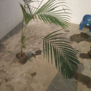 Area Ka Palm