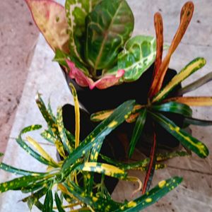 3 Different Varieties Of Croton Plant