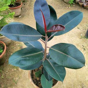 Rubber Plant (indoor & outdoor)