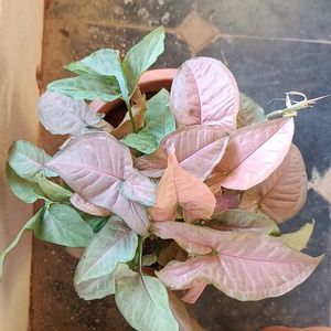 Pink Syngonium Plant