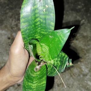 Dwarf Snake Plant Bare Rooted