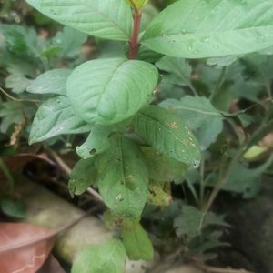 Guava/ Amrood Plant