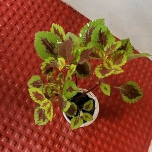 Set 2 Arrowhead & Coleus Plants & Pot