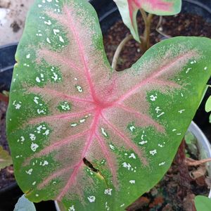 Caladium Plant