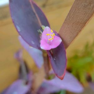 Purple Heart Plant