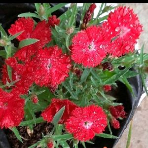 Red Imported Dianthus Plant With Pot