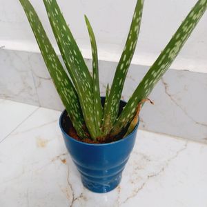 Aloe Vera Plant 🪴