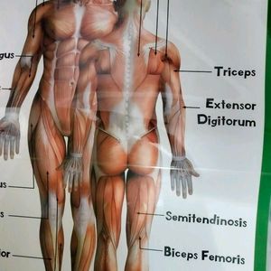 Muscular System - Human Body Charts