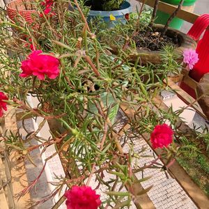 Potulaca Plants Cuttings