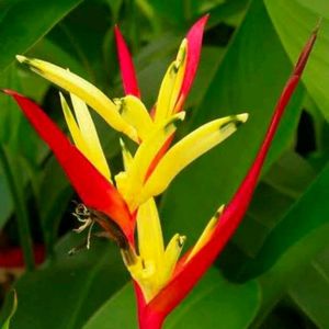 Bird Of Paradise And Gladious Plant