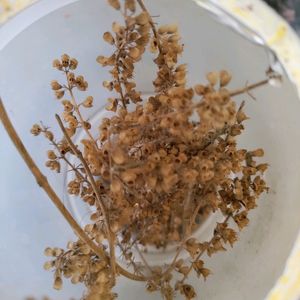 A Box Full Of Tulsi Seeds