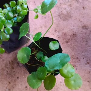 Tangled Heart And Pennywort Plant