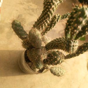 Combo Of 4 Variety Cactus Plant With Root