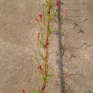 Cypress Vine Seeds