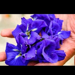 Butterfly Pea Seeds