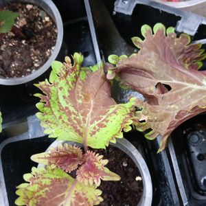 Coleus Plants And Cutting