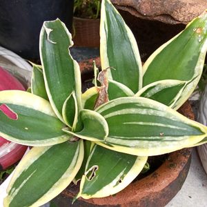 healthy cactus and gold lining Sensevieria Plant