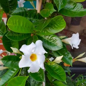 Combo Of 2 Color Mandevilla Flowering Plant