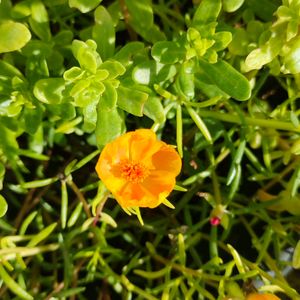 Yellow Colour Combo 5 Different Plants