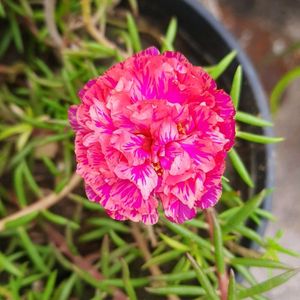 Portulaca Cuttings