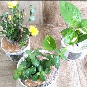 3 Plants With Pot