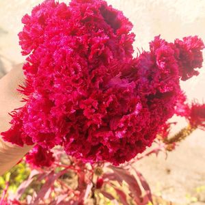 Cock's comb Flower ( Seeds Hybrid )