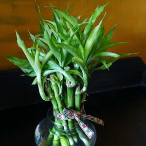 Lucky Bamboo with Glass Pot