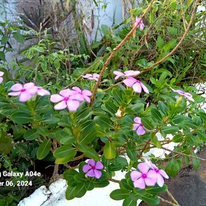 Madagascar Periwinkle