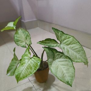 Live Syngonium Plant in Terracotta Pot