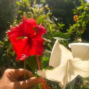 Combo 2 Color Hibiscus Cutting Available