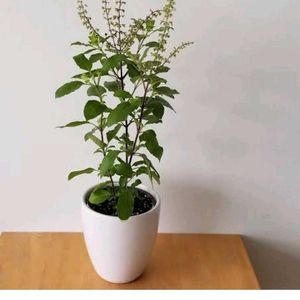 Tulsi Plant With Pot