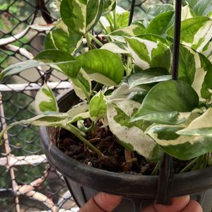 Njoy Pothos Plant