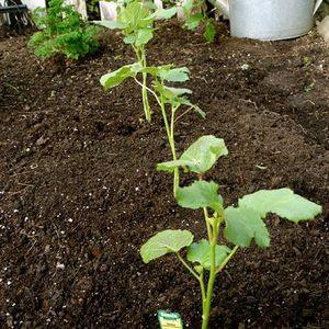 Okra Plant With Root(Bhindi)