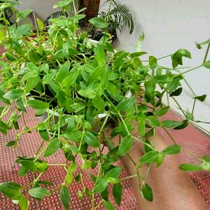 Pack 2 Pilea Depressa & Ee Tradescantia Plants