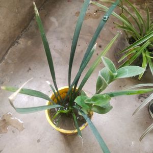 Combo Of 4 Variety Spider Plant With Root