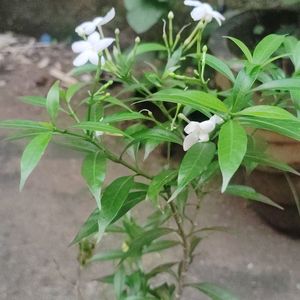 Jasmin Plant