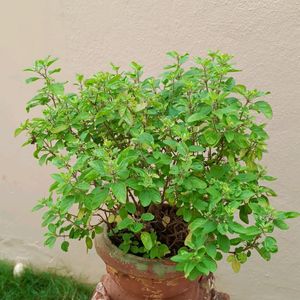 Tulsi Rooted Plant